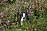 BOSTON TERRIER 082